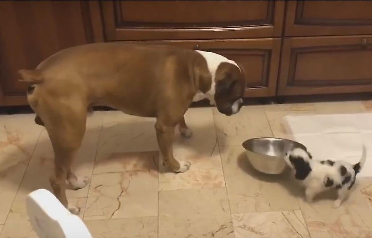Жадный щенок стащил миску с едой из-под носа старшего сородича