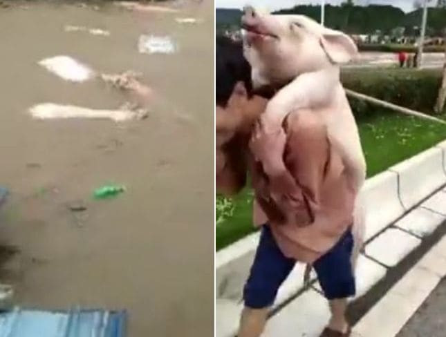 Жители деревни приняли участие в массовом отлове, плывущих по реке свиней в Китае (Видео)