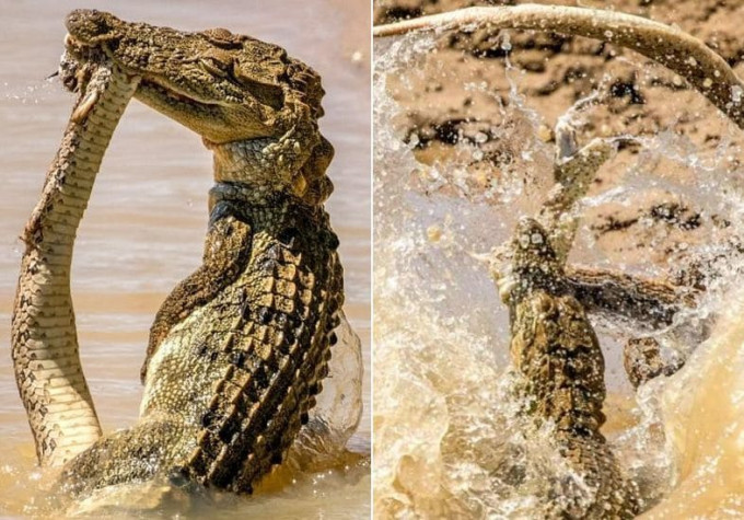 Схватку крокодила и гадюки снял фотограф в национальном парке Шри - Ланки
