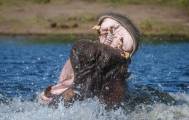 Два бегемота не поделили самку в Ботсване 0