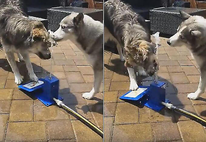Две собаки проявили смекалку во время коллективного утоления жажды в США (Видео)
