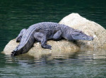 Экстремал, устроивший заплыв в озере, пережил нападение крокодила в Бразилии