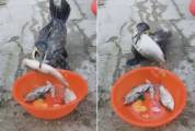 Голодный баклан поразил рыбака вместительностью своего организма (Видео)