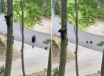 Косолапая мамаша нашла быстрый способ, как спустить непослушного медвежонка с дерева на землю ▶