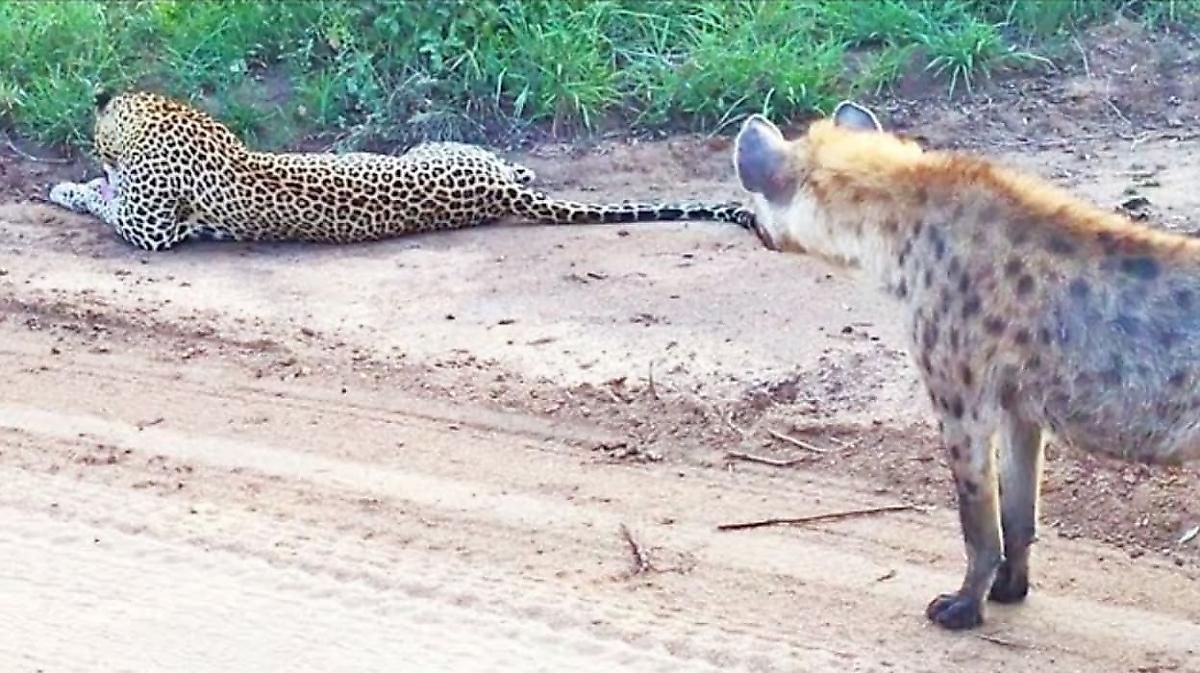 Леопард, застигнутый врасплох самцом гиены, вспугнул коварного хищника - видео