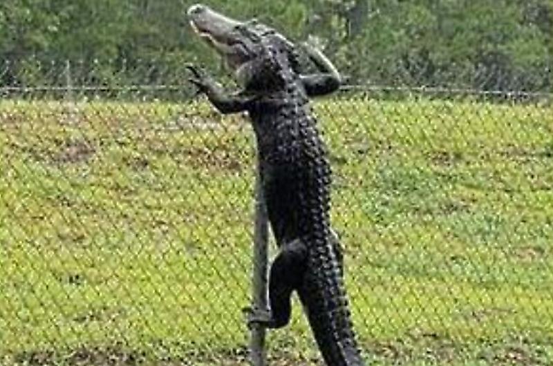 Ловкий крокодил преодолел забор и проник на военно-морскую базу в США ▶