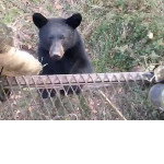 Любопытный медвежонок рассекретил охотников, засевших в засаде ▶