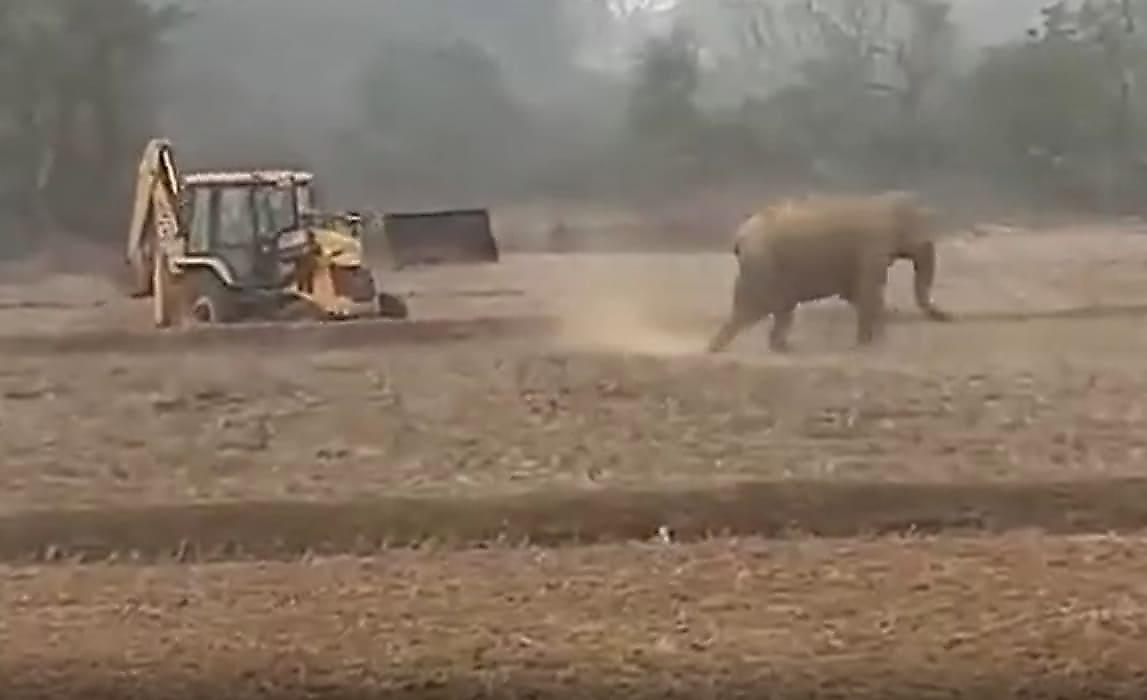 Яростное противостояние слона с трактором попало на камеру в Индии
