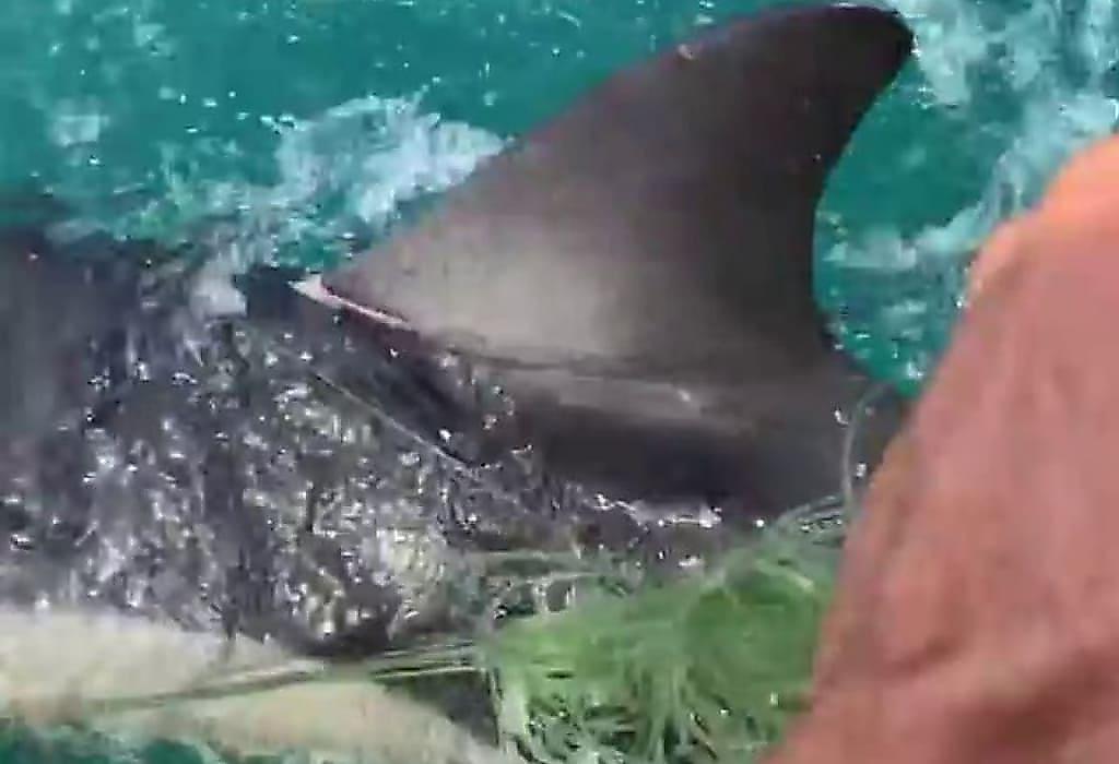 Рыбак спас дельфинёнка, запутавшегося в сетке у побережья Новой Зеландии