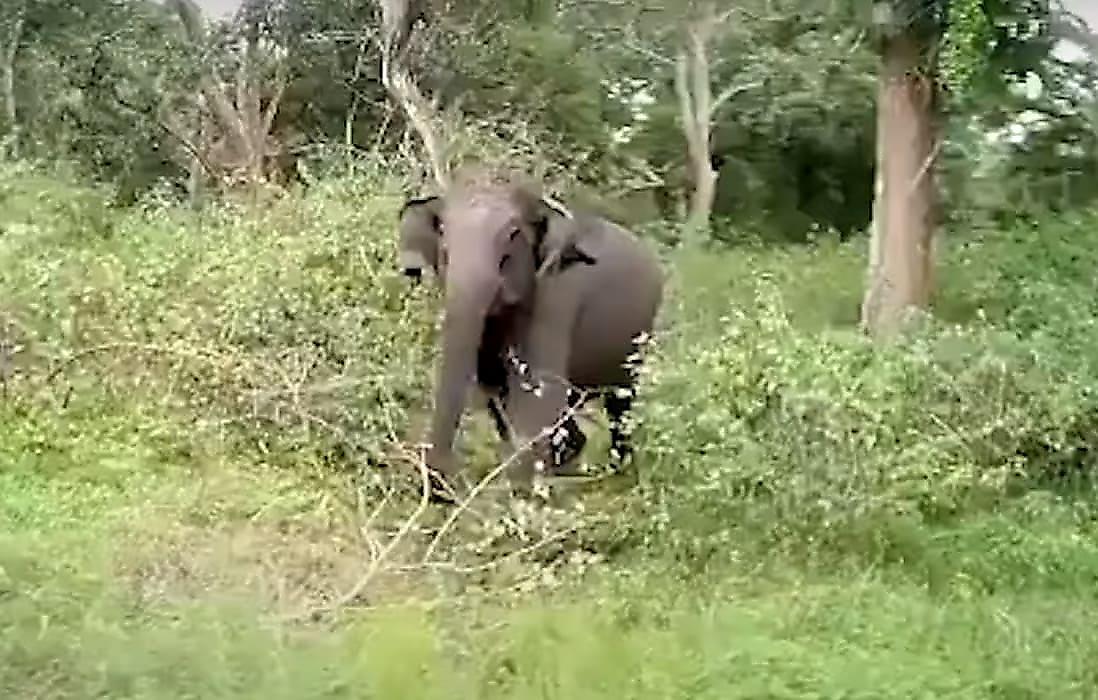 Слон, подняв вой, устроил преследование автомобиля с лесничими в Индии