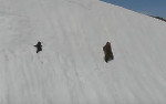 Снежная гора не смогла разлучить медвежье семейство в Магаданской области (Видео)