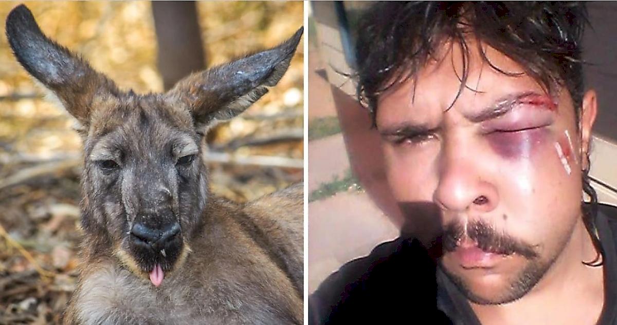 Австралиец, защищая собаку, подрался с боевым кенгуру и попал на видео