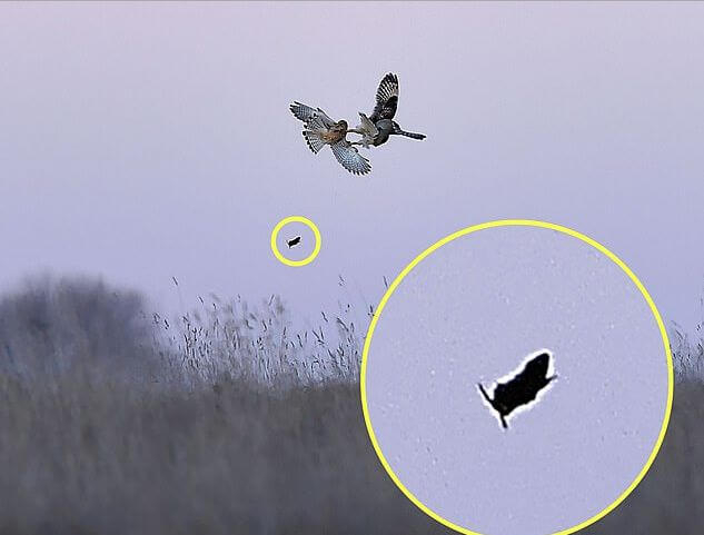 Британский фотограф стал свидетелем воздушного боя за добычу между совой и соколом
