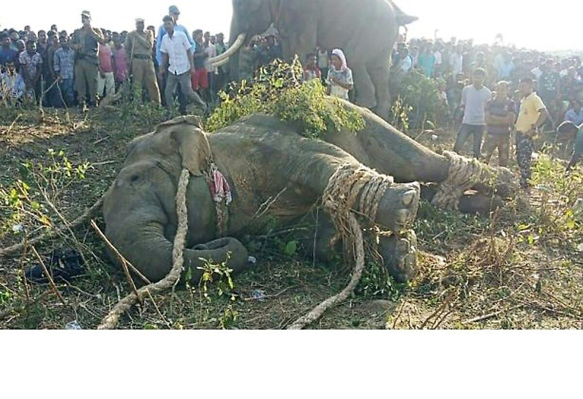 Дикий слон по имени «Бен Ладен» трое суток уходил от погони в Индии ▶