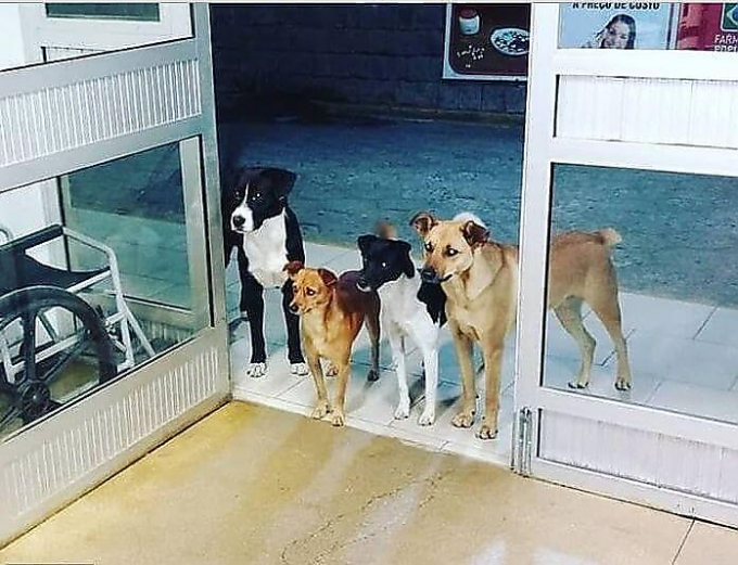 Дворовые собаки не бросили своего бездомного хозяина и ждали его у входа в больницу