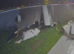 Коровы вылетели на дорогу из перевернувшегося грузовика в США