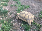 Массивная черепаха, совершив побег, вернулась домой спустя 74 дня 1