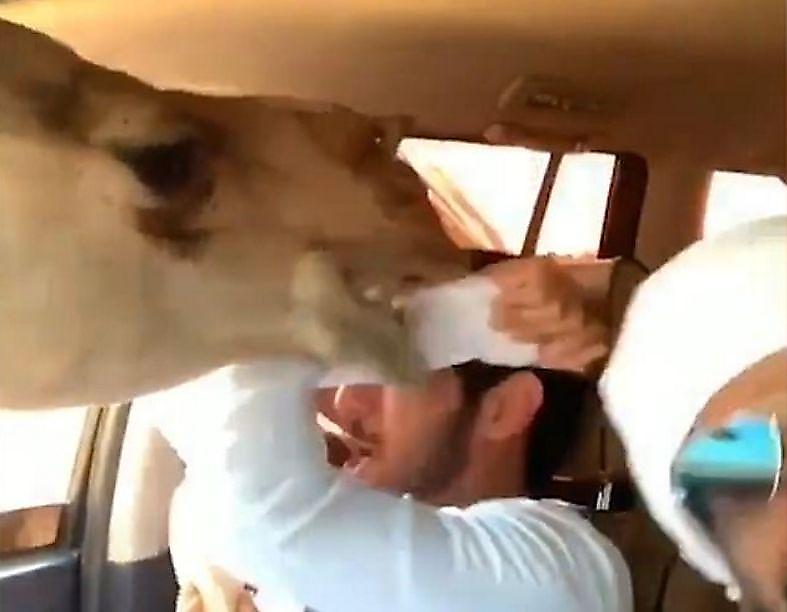 Автовладелец довёл до истерики пассажира, натравив на него верблюдов ▶
