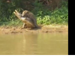 Охота ягуара на каймана попала на видеокамеру в Бразилии