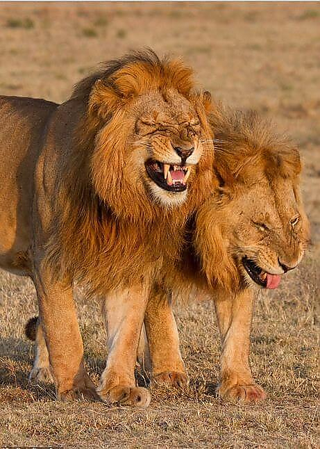 Туристка встретила двух «смеющихся» львов в африканском заповеднике