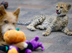 Детёныш гепарда подружился с щенком в американском зоопарке ▶ 1