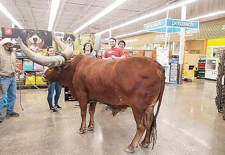 Фермер привёл африканского быка в супермаркет в Техасе ▶