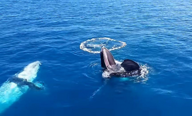 Горбатый кит продемонстрировал туристам глубину своей пасти у побережья Австралии ▶