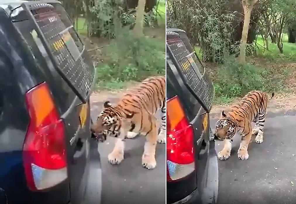 Грозный тигр зубами переместил автомобиль, заехавший на его территорию