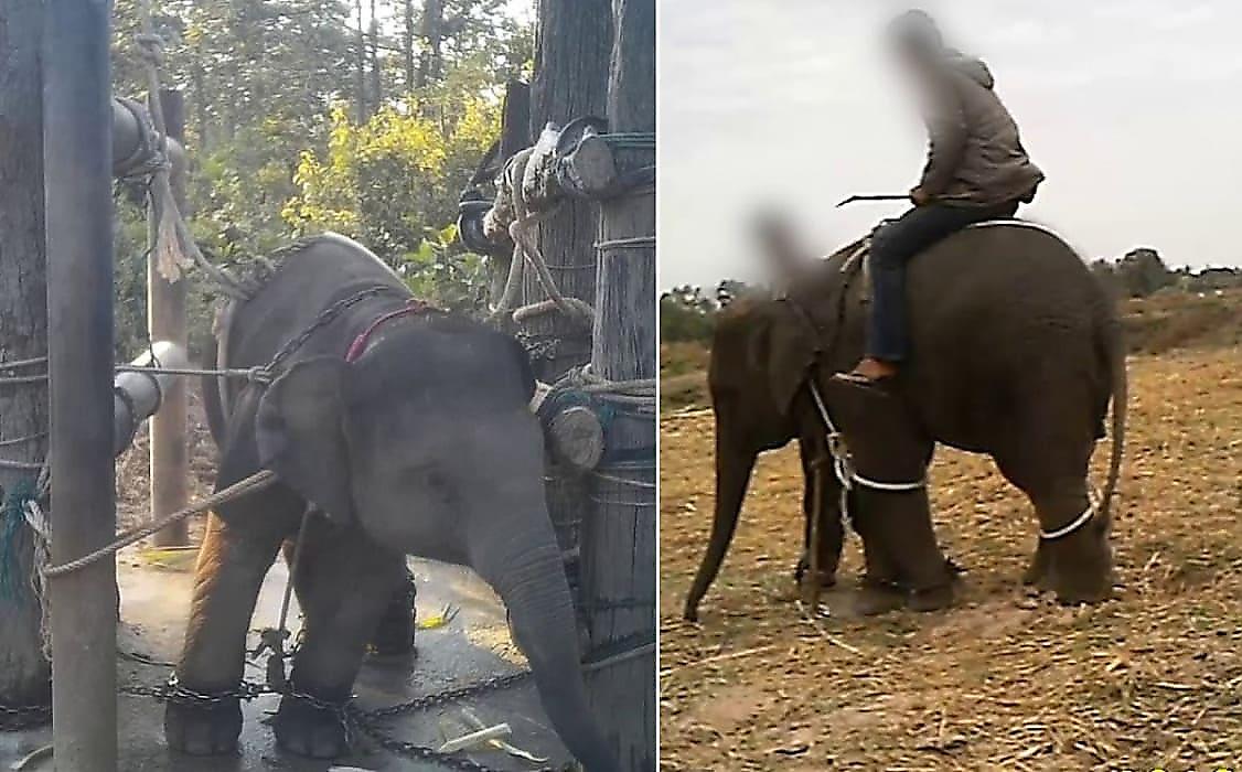 Кадры жестоких методов дрессировки слонов для туристов опубликовали зоозащитники