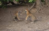 Молодая тигрица напала на взрослого тигра в индийском заповеднике (Видео) 5