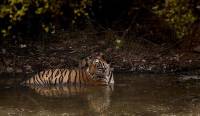 Неудачная охота: тигр устроил засаду на оленей в индийском заповеднике (Видео) 7