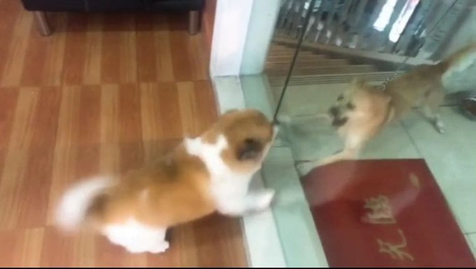 Открывшаяся дверь, быстро успокоила двух псов, готовых загрызть друг друга (Видео)