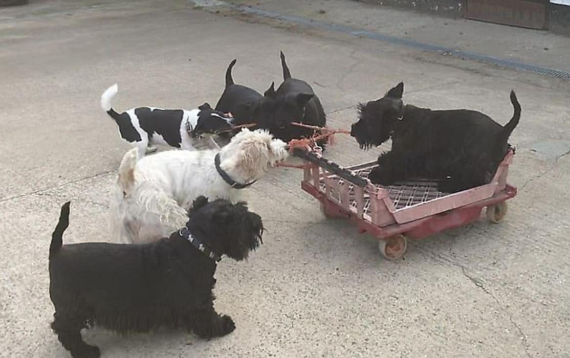 Собаки устроили забавные «покатушки» на тележке во дворе дома своей хозяйки - видео