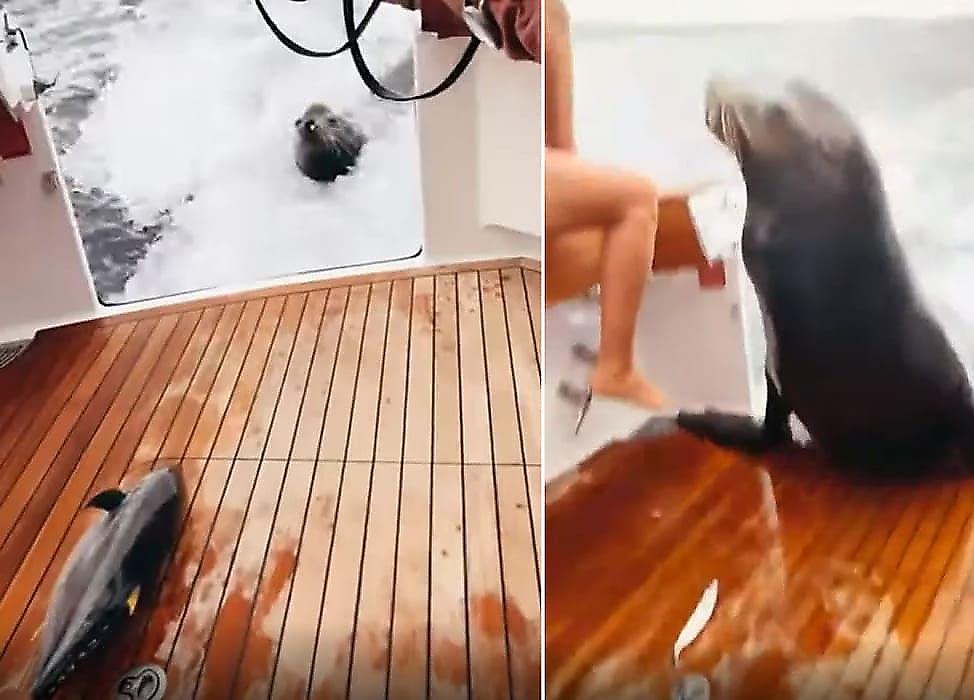 Разборчивый морской лев запрыгнул в лодку к рыбакам и попал на видео в Мексике