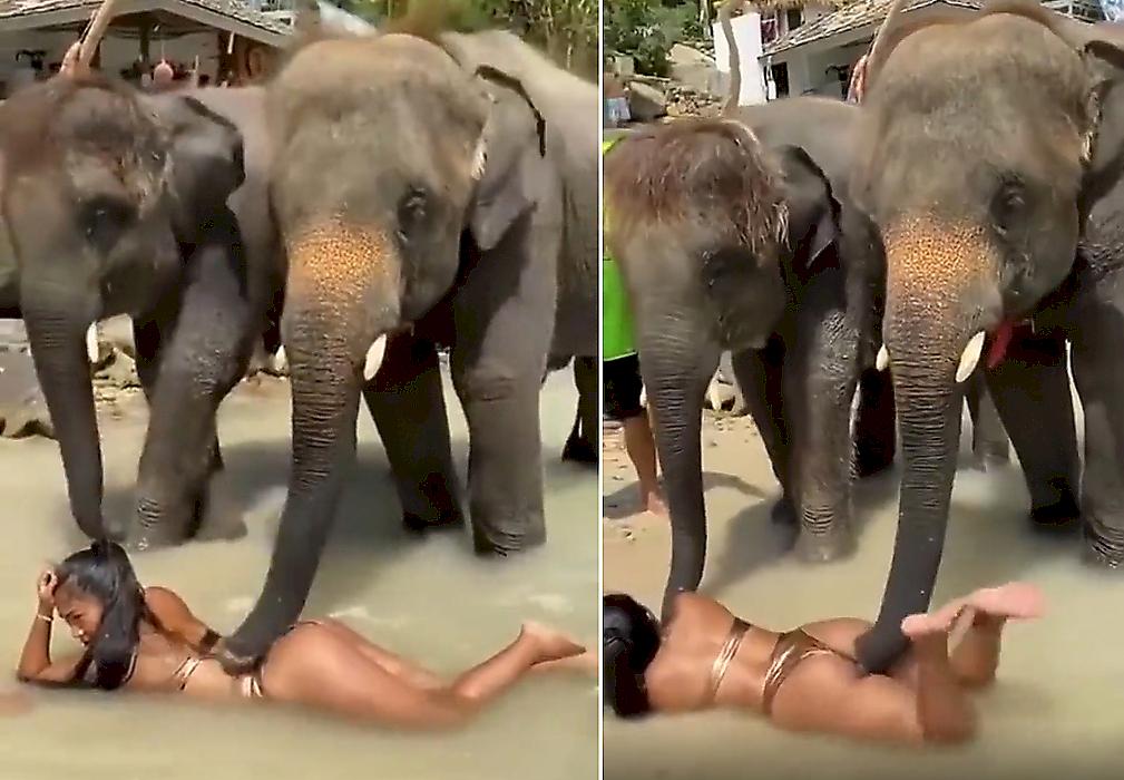 Слоны сделали массаж девушке и прославились в сети