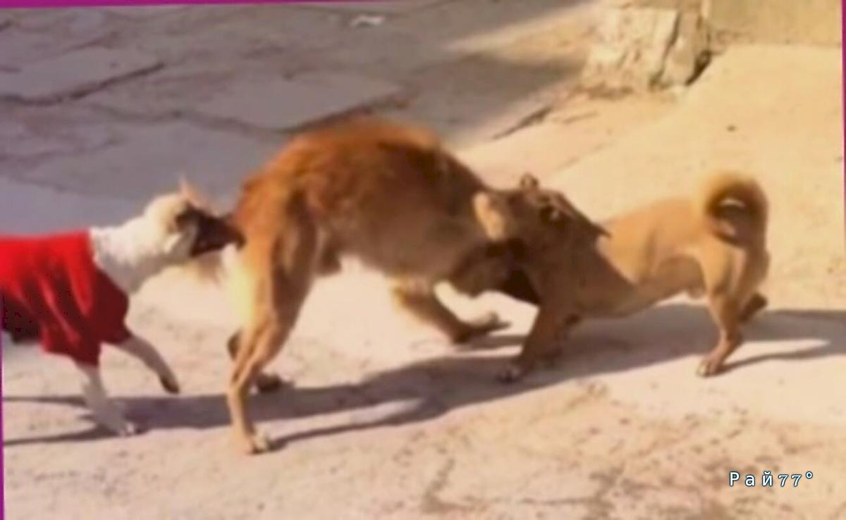 Стычка псов привлекла внимание прохожего в КНР ▶️