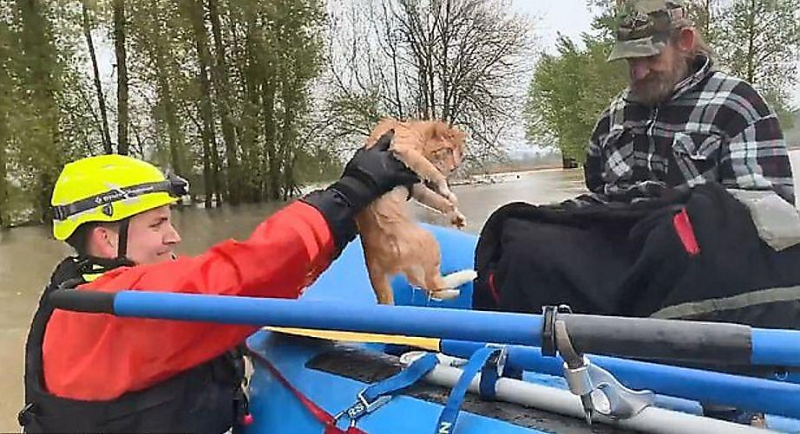 Свободолюбивый кот попытался уплыть от спасателей на затопленной ферме в Орегоне ▶