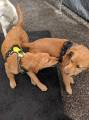 Идеальный снимок: 30 псов приняли участие в коллективном селфи в американском питомнике 12