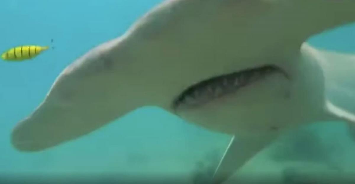 Акула-молот устроила засаду дайверу возле побережья Австралии - видео