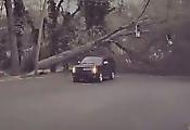 Автомобиль проскочил за долю секунды под падающим деревом и попал на видео в США