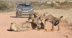 Четыре гепарда не поделили самку в заповеднике Ботсваны (Видео)
