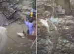 Индийский спасатель, рискуя жизнью, вытащил крокодила из колодца ▶