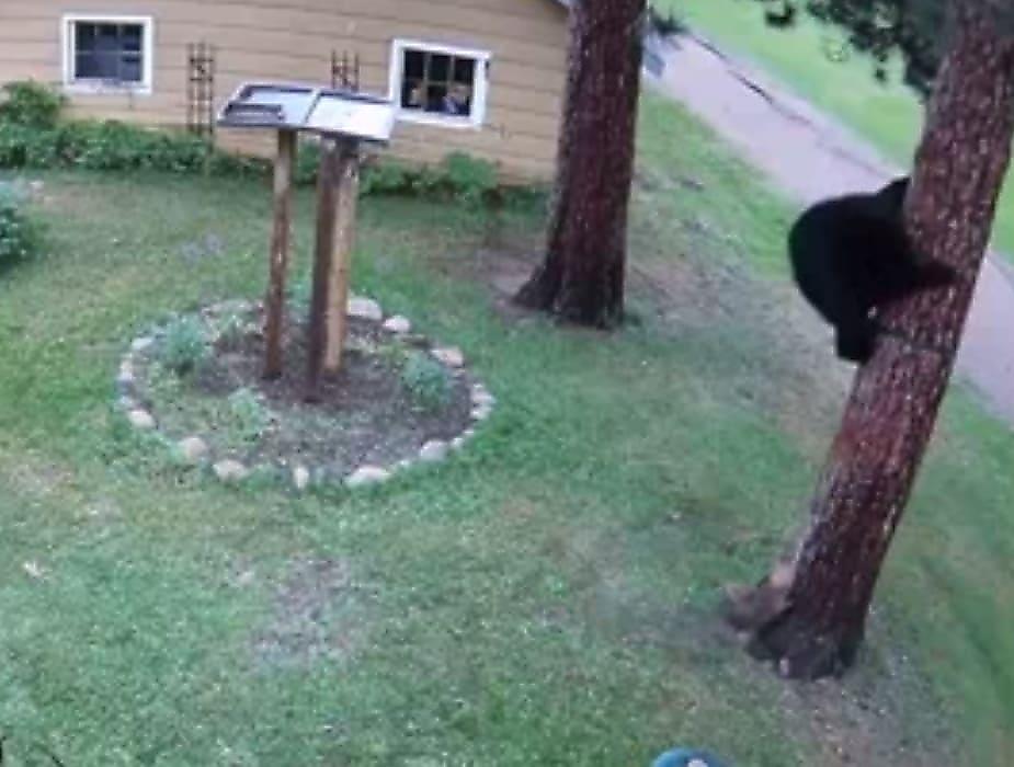 Мелкий пёс заставил спасаться на дереве медведя и попал на камеру в США