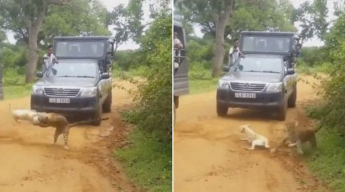 Молниеносная атака леопарда на собаку попала на видеокамеру в Шри-Ланке