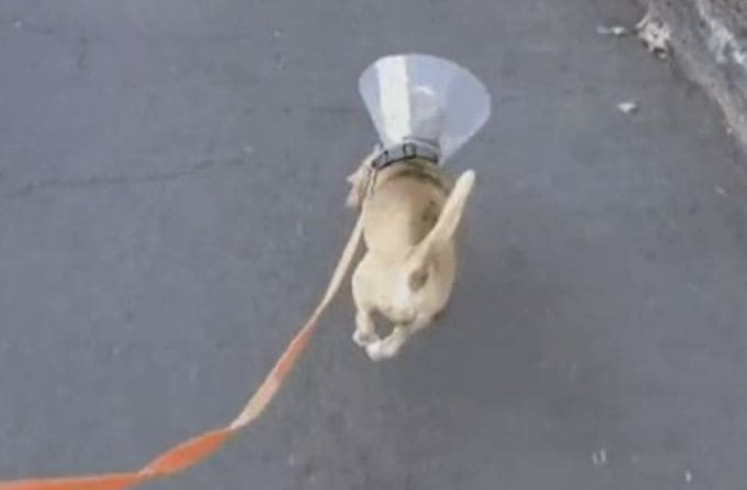 Приплясывающий во время прогулки пёс, прославился в Канаде (Видео)