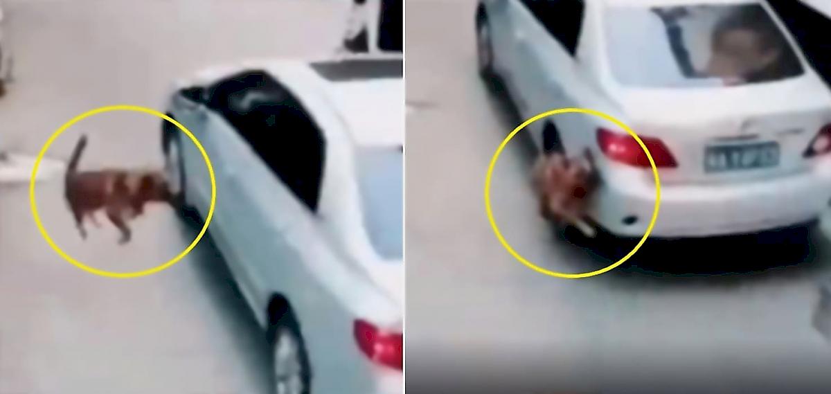 Удачливый пёс чудом не угодил под автомобиль и попал на видео в Китае