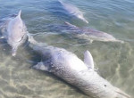 Умный дельфин повадился менять «дары моря» на еду 3