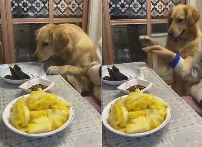 Воспитанный пёс, прервал трапезу хозяина, попросив кусок мяса со стола
