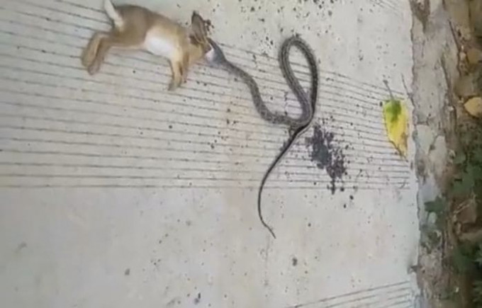 Жадная змея попыталась проглотить зайца на глазах у шокированной китаянки (Видео)