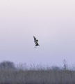 Британский фотограф стал свидетелем воздушного боя за добычу между совой и соколом 4